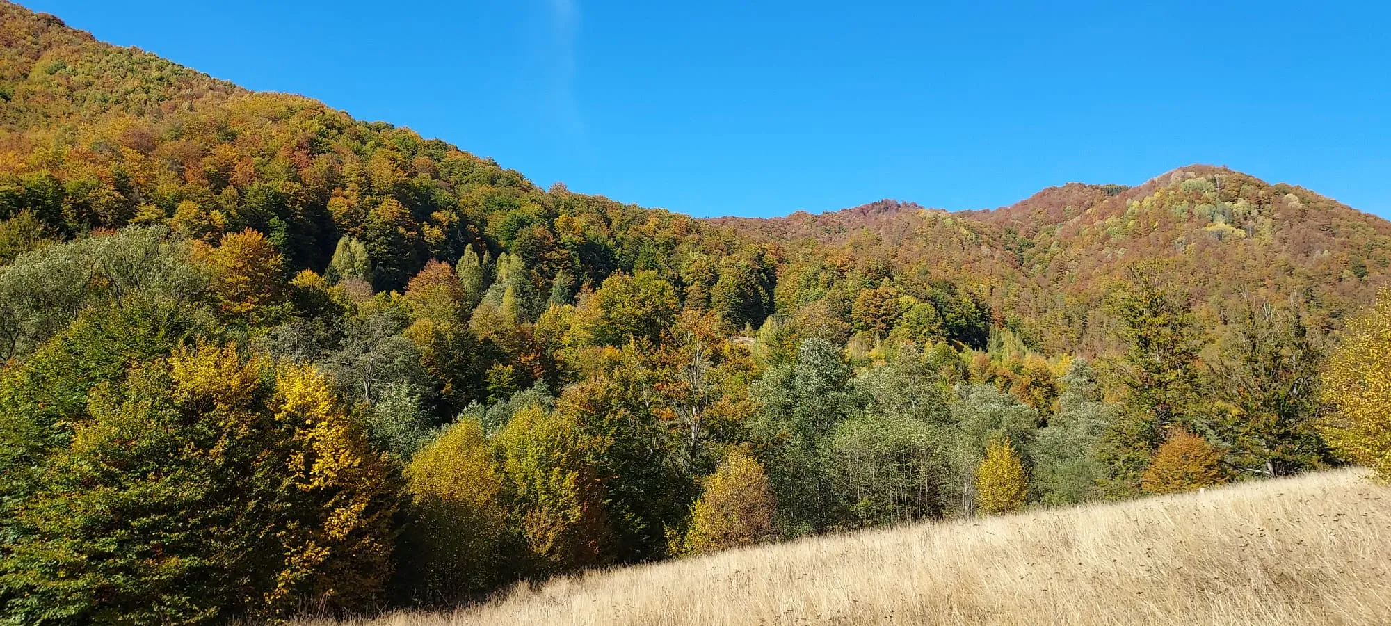 Herbstwald an den Hängen des Taia-Tals