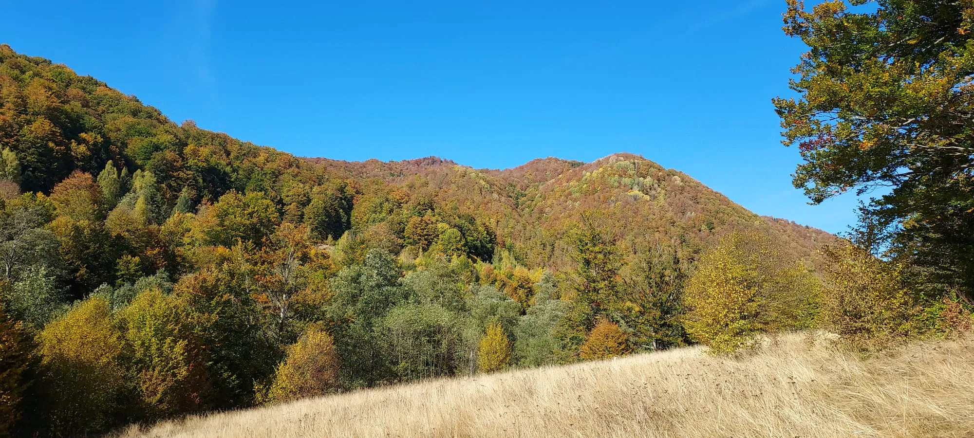 Bergwiese und Herbstwald unter klarem Himmel