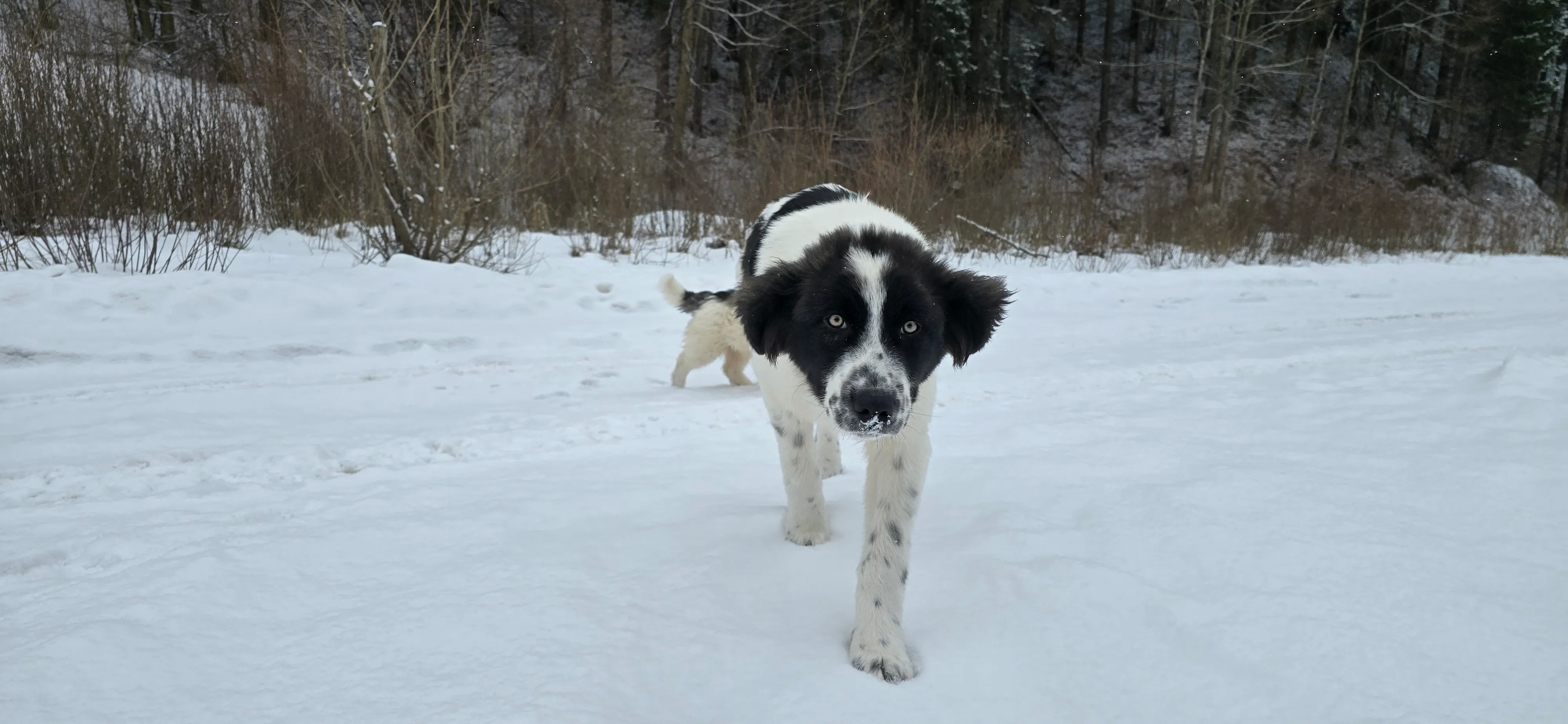 Ein Welpe spielt im Schnee